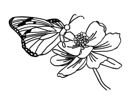 15 imágenes de Mariposas Para Colorear - Dibujos Para Colorear -  